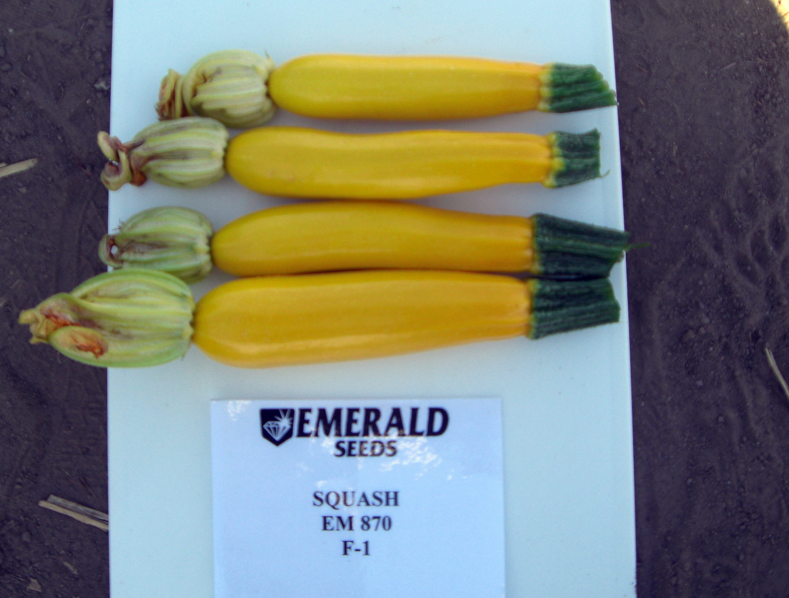 Squash_EM_870