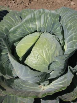 cabbage_starius