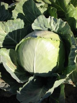 cabbage_vortice