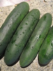 CUCUMBEREMERALDCHOICEIMG_0978.jpg
