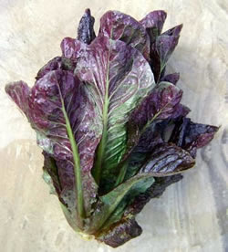 Lettuce---EM-Sparkler
