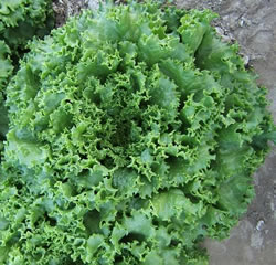 Lettuce-Aurora