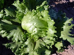 Lettuce-Salinas-44