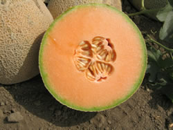 MELON-DELORO606IMG_5515.jpg
