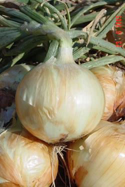 ONIONADMIRALIIF-1HYBDSC00571.jpg
