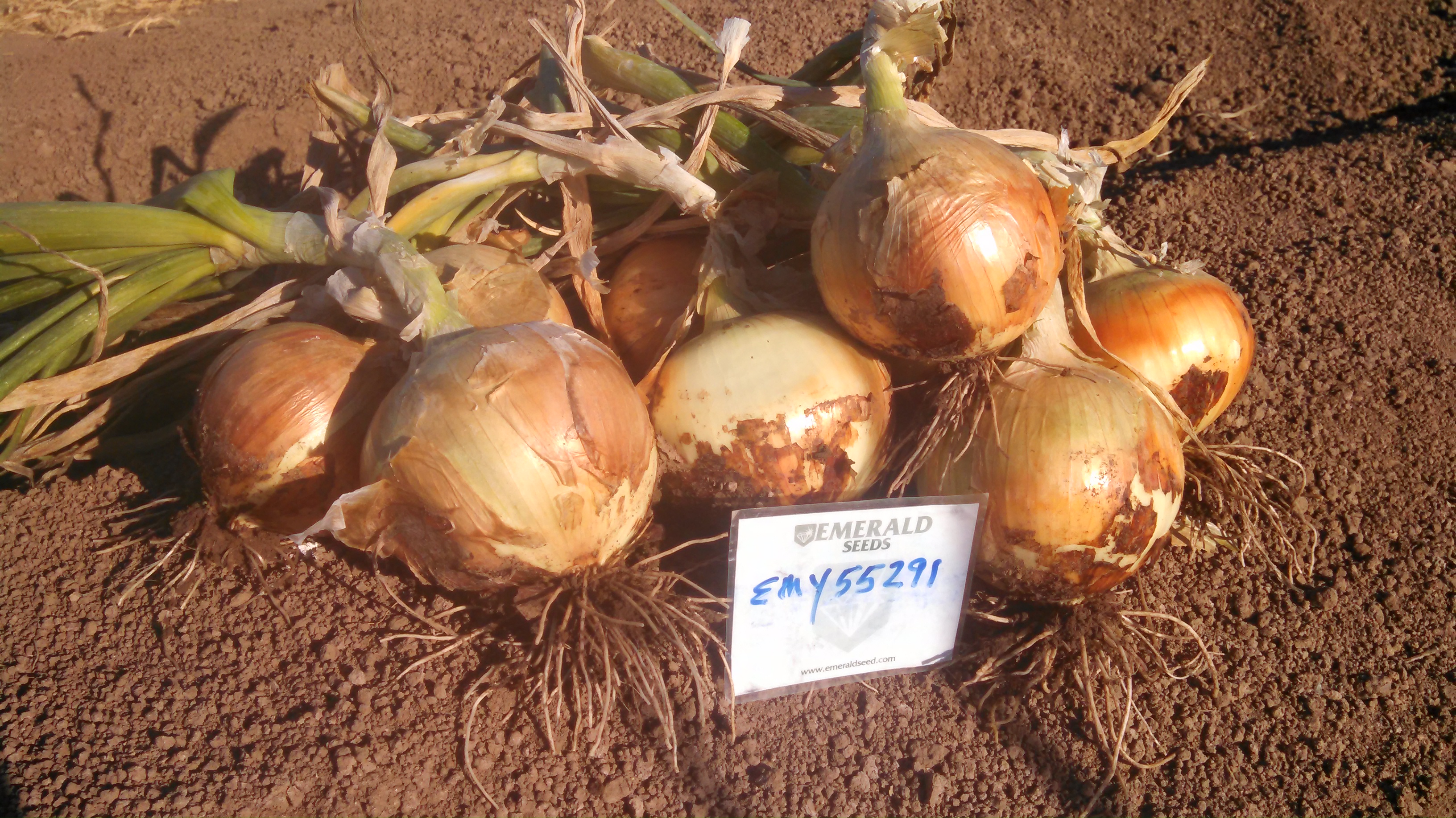 Emerald Seed, Inc. - Onion - EMY 55291- Hyb