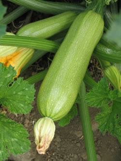 SQUASH-TIARAF-1HYB.jpg