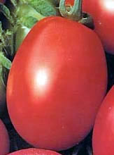 TOMATO-MERIDIAN586F-1HYB.jpg