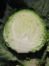 cabbagevantarcutimg_2962.jpg