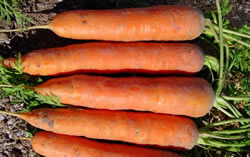 carrot-bounty-451