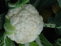 cauliflower-8002