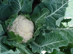 cauliflower-8009