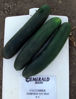 cucumber--torneo-143