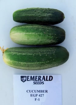 cucumber-EM-427