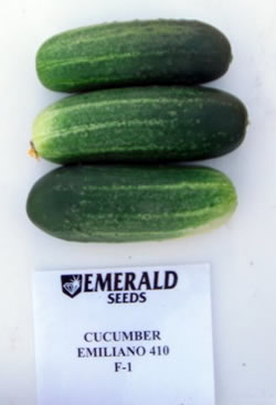cucumber-emiliano-410