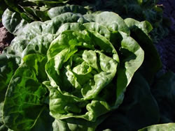 lettuce-em-mariposa