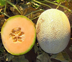 melon-em-606