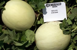 melon-hdgf-8100