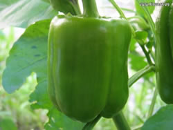 pepper-sweet-julia