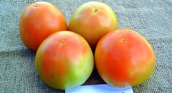 tomato-claraset-lsl
