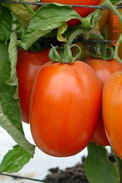 tomato-em-9200-ty
