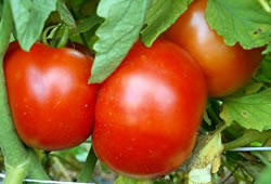 tomato-santa-clara-em-665