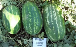 watermelon-emerald-sweet
