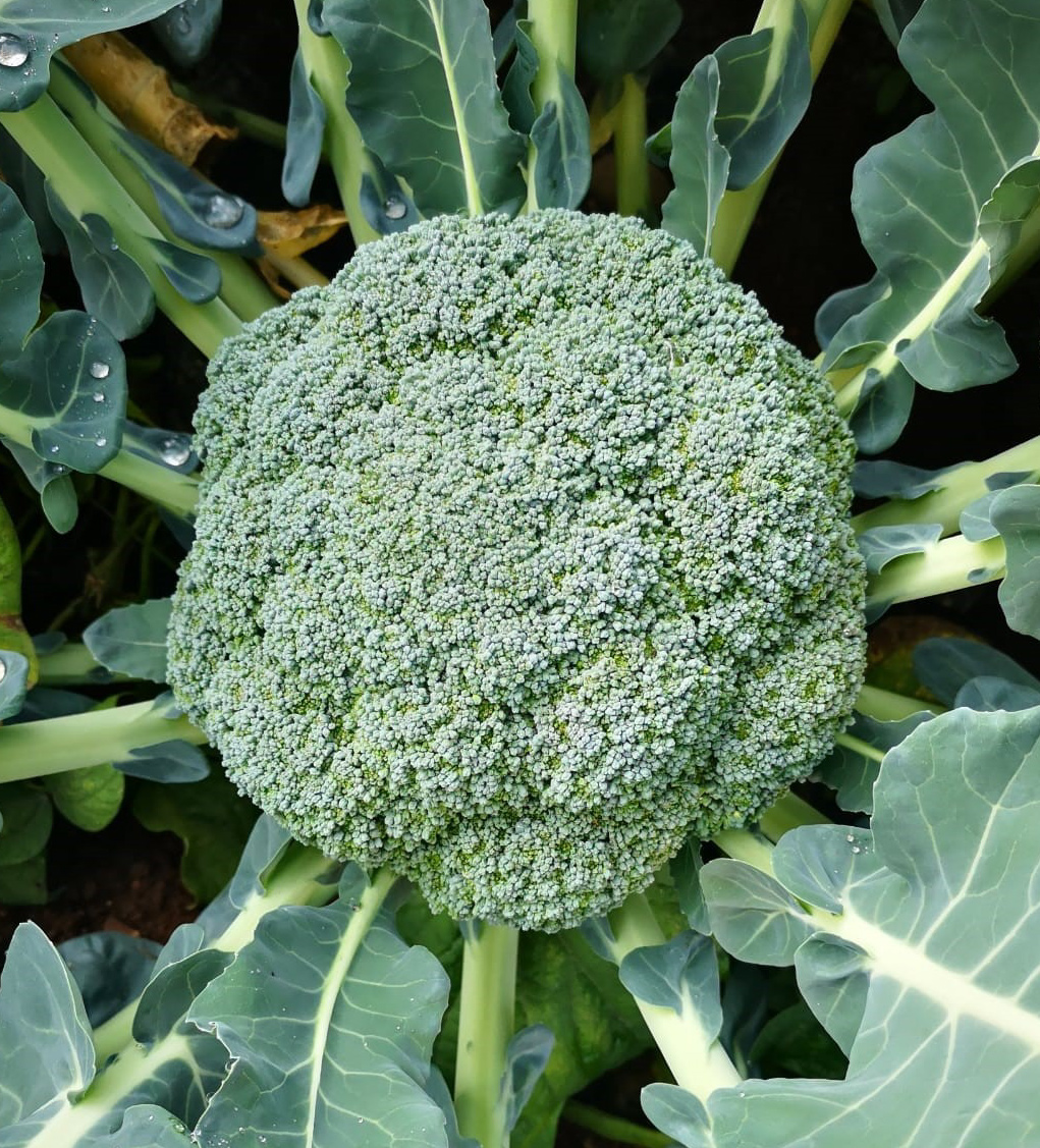 Broccoli—Royal Max F-1 Hyb