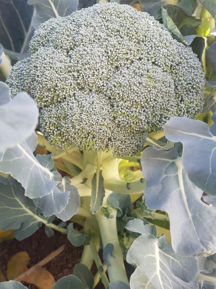 Broccoli – Roxanne