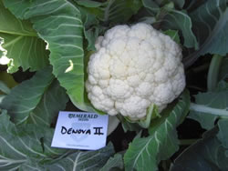 cauli