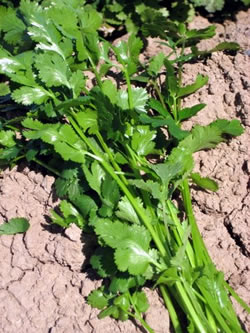 coriander